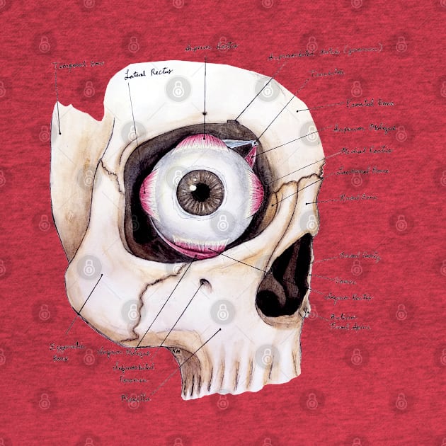Spooky Eye Anatomy by KMogenArt